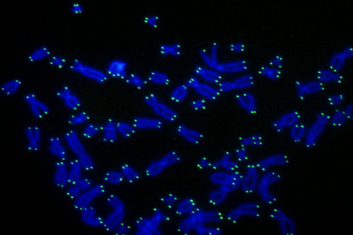 telomeresgeneric